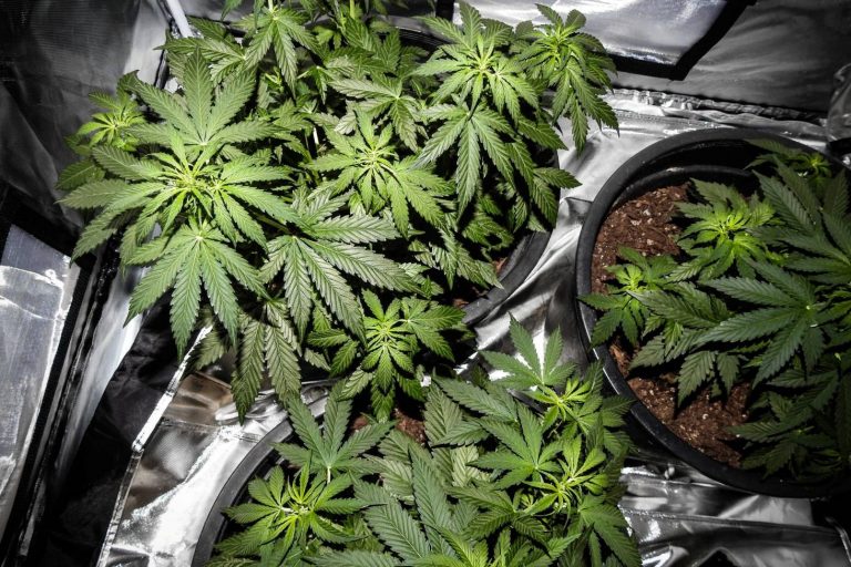 Homegrown Cannabis in Canada