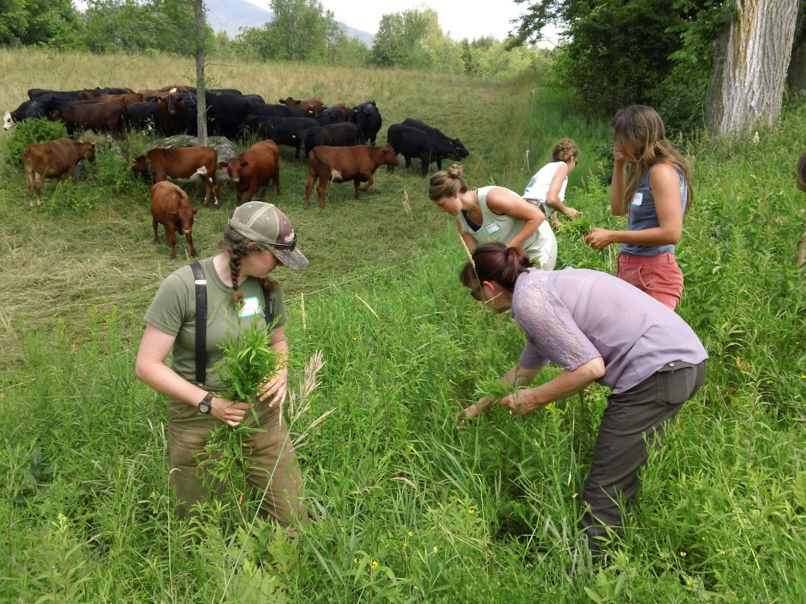 Animals Live on a Weed Farm and Consider it a Sanctuary