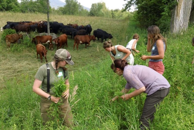 Animals Live on a Weed Farm and Consider it a Sanctuary