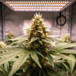 Close-up of a thriving hemp plant with flowering buds inside a home grow tent under soft grow lighting.