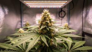 How to Cultivate Hemp-Derived Cannabis for CBD at Home: Complete Step-by-Step Process